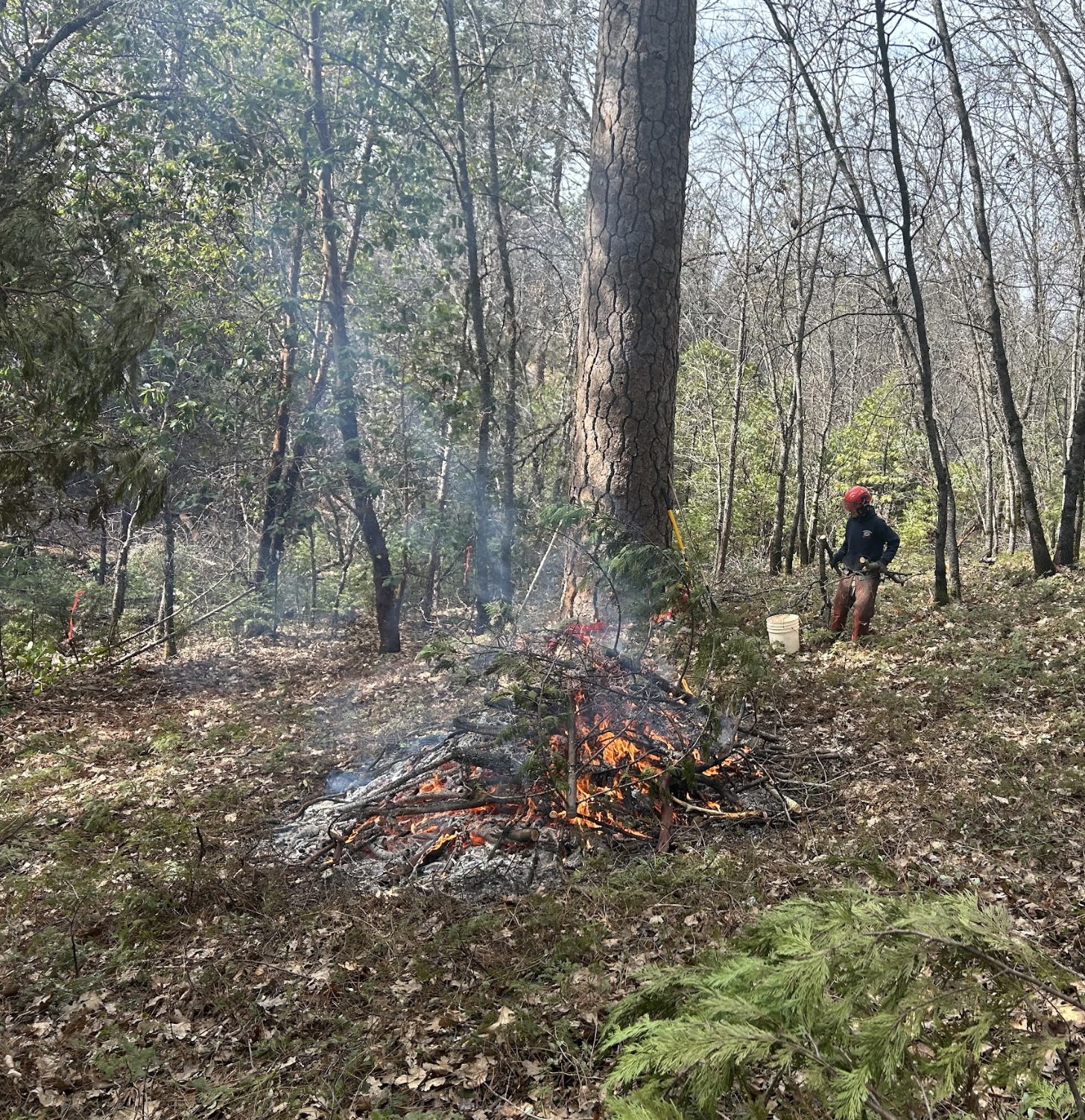 A pile of downed woody debris is burned.